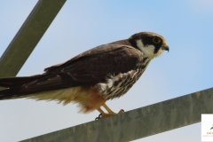 Alcotán / Eurasian hobby (Falco subbuteo)