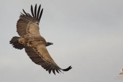 Buitre leonado/ Griffon vulture (Gyps fulvus)