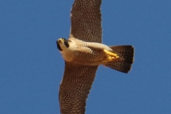 Halcón peregrino/ Peregrine falcon (Falco peregrinus)