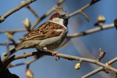 Gorrión común/ House Sparrow (Passer domesticus)