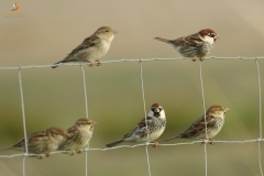 Gorrión moruno / Spanish sparrow (Passer hispaniolensis)