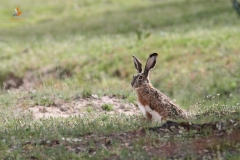 Liebre ibérica (Lepus granatensis) / Iberian Hare