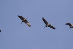 Grulla común / Common Crane (Grus grus)