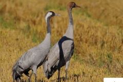Adulto y juvenil de Grulla / Grulla / Adult and juvenile Common Crane (Grus grus)
