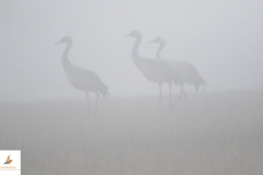 Grullas / Common Cranes (Grus grus)