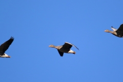 Ánsares comunes (Anser anser) / Greylag goose