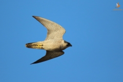 Halcón peregrino (Falco peregrinus) /Peregrine falcon