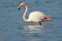 Flamenco (Phoenicurus rosseus)/Flamingo