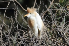 Garcilla bueyera (Bubulcus ibis) /Cattle egret