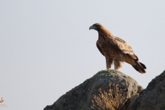 Águila imperial ibérica (Aquila heliaca adalberti) / Spanish Imperial Eagle