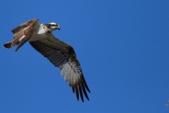 Águila pescadora (Pandion haliaetus)/ Osprey