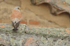 Cernícalo primilla (Falco naumanni) /Lesser kestrel