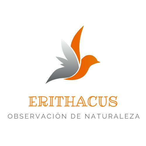 Erithacus-Observación de naturaleza