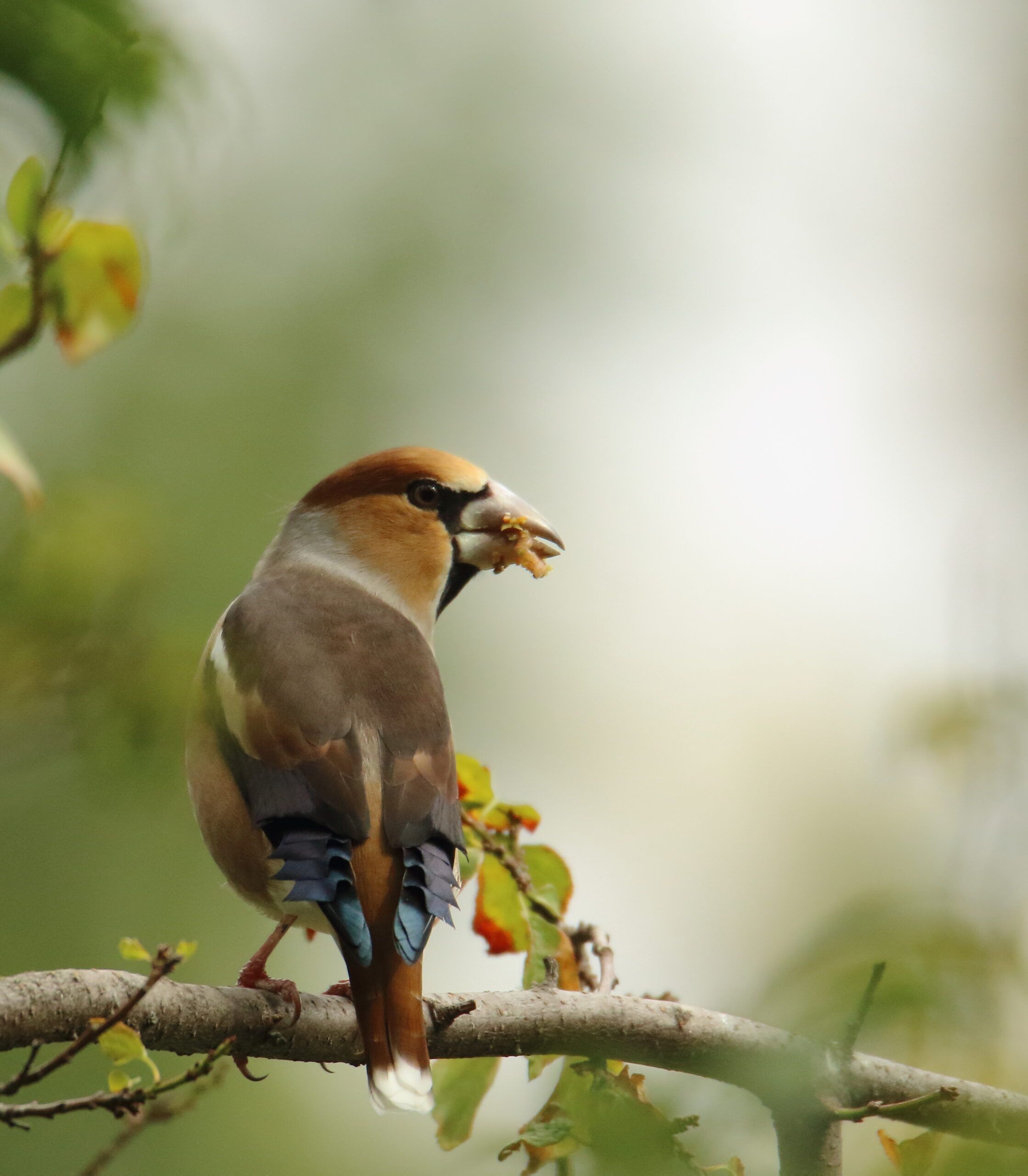 Macho adulto de picogordo (Coccothraustes coccothraustes) mascando una semilla en el parque de los Jesuitas, Salamanca. Autor: Erithacus – Observación de Naturaleza.