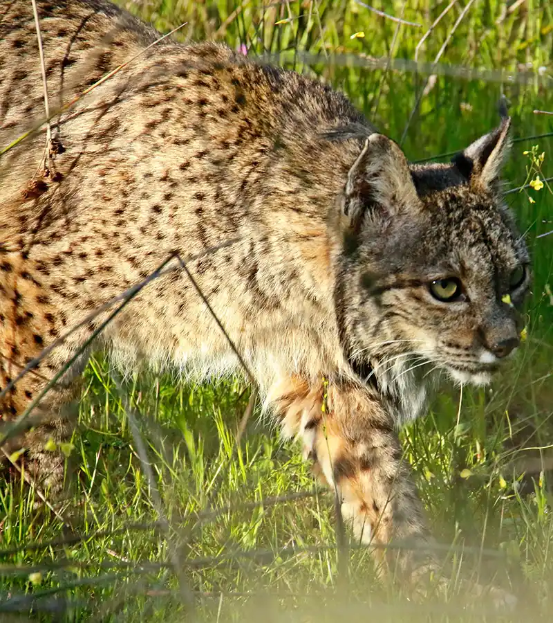Lince ibérico.