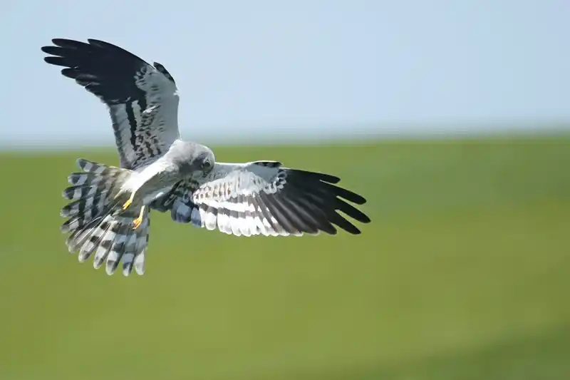 Aguilucho con las alas extendidas.